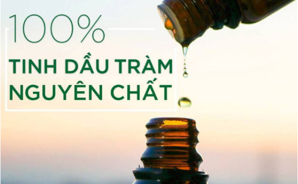 Tinh dầu tràm nguyên chất và công dụng ngừa vi khuẩn COVID-19 hiệu quả